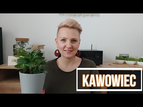 Wideo: Drzewka Kawowe