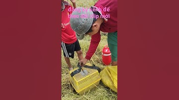 bắt chuột đồng mùa lúa chín quá mập ú