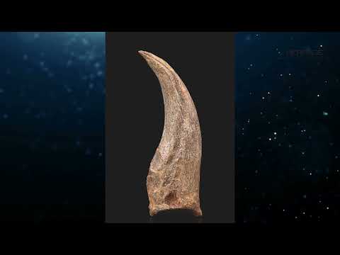 Theropod Dinosaur Claw