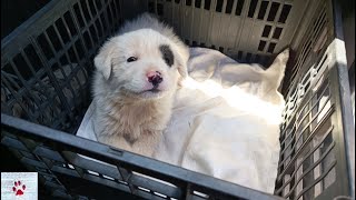 A little life | my rescue puppy found in the trash by The Orphan Pet 11,833 views 1 year ago 9 minutes, 56 seconds