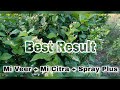       jasmine garden mi veer mi citra spray plus