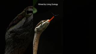 Snakes don’t hiss when they tongue flick