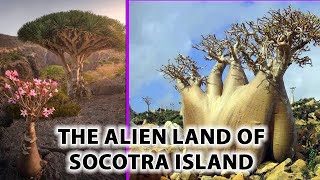 Socotra Island | The Alien World | Facts