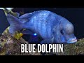 How to keep blue dolphin cichlids  complete care  breeding guide