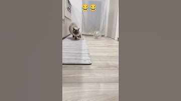 The Cat Is Afraid Of Rat, Animal Zone