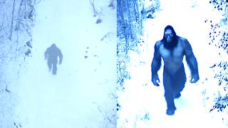 This TERRIFYING Bigfoot Footage Might End The Debate Once And For All!