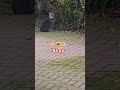 #cuteanimal