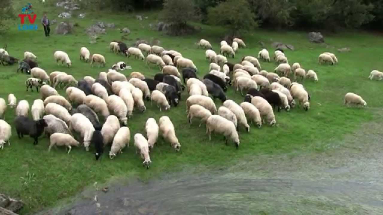 Lički pastir čuva ovce