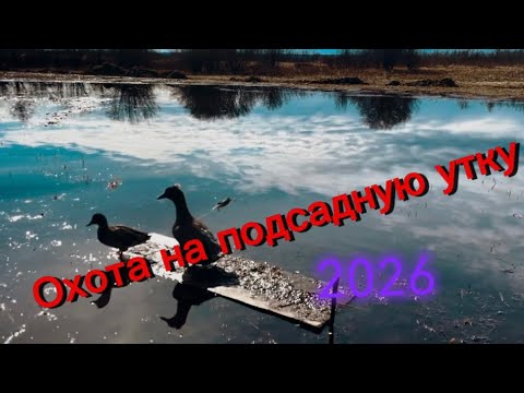 Hunting in Yakutia 2026. Description is a must-read!