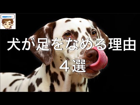 【獣医が解説】犬が足をなめる理由４選　〜怖い病気をみのがさないために〜