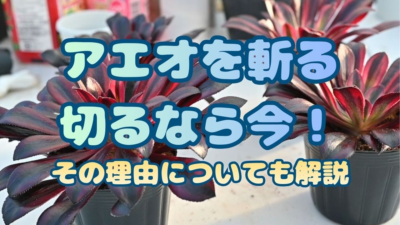 多肉植物】アエオニウムを斬る！切るなら今！！ 栃木の多肉生産者