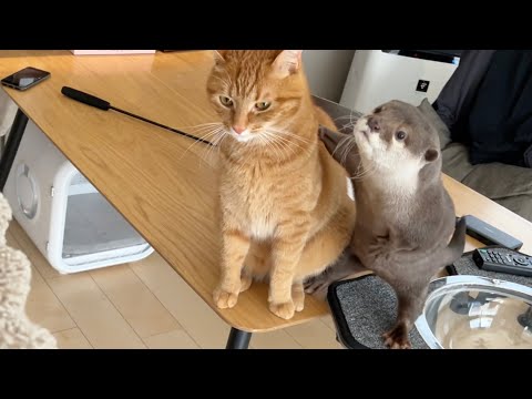 犬2匹猫2匹飼ってる友人が来たときのカワウソの反応がすご過ぎた Otter's reaction when a friend who has 2 dogs and 2 cats comes over.