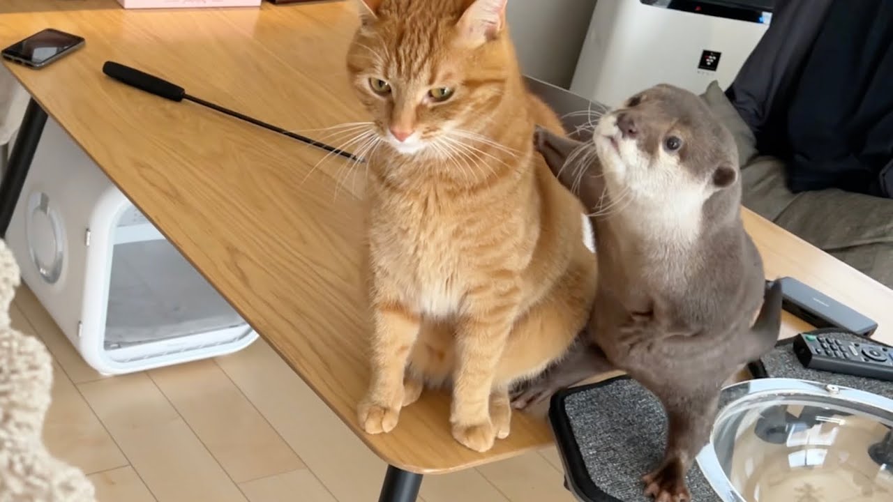 来客を熱烈歓迎するカワウソに ドン引きする猫さんが話題 かっわ 凸凹コンビ感がとてもいい ちょ 肩貸して まいどなニュース