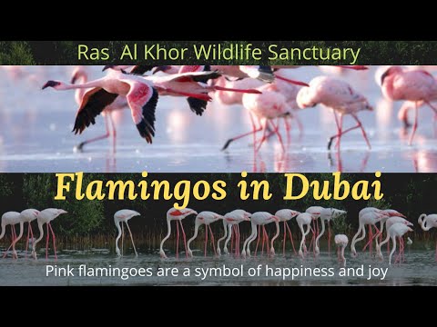 Flamingos in Dubai #flamingo Ras Al Khor Wildlife Sanctuary