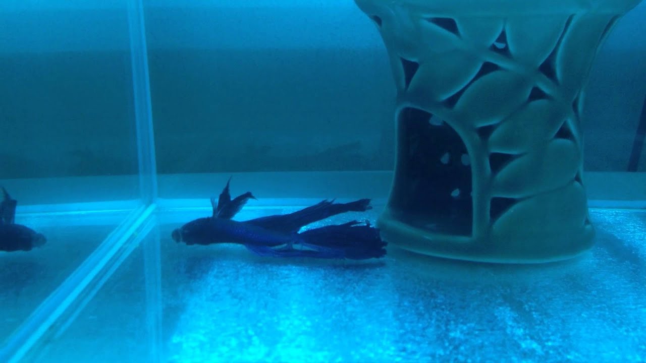 Spazing Sick Betta Fish 