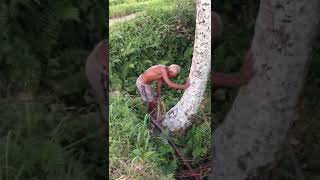 Amazing 80 year's old man climbing coconut tree