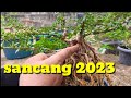 BONSAI SANCANG 2023