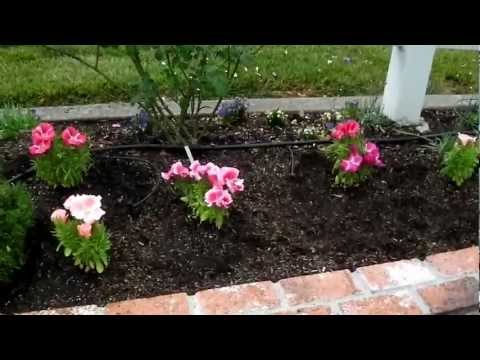 Video: Petunias Grandiflora: rostoucí ze semen (foto)