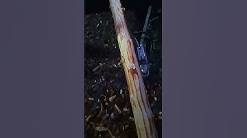 From Rough to Refined - Tree Bark Scraper Tool Drawknife