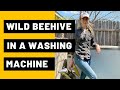 Wild beehive in a washing machine