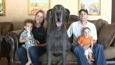 Giant George the Great Dane: World's Tallest Dog an Oprah guest! | Good Morning America | ABC News