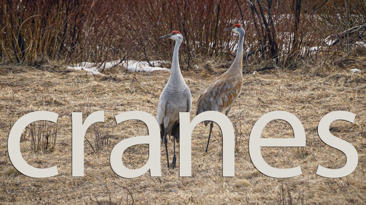 Cranes YouTube