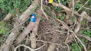 Through the Canopy Gap - Selective Logging from Above