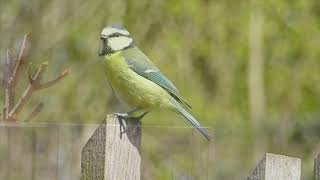 birdsong gardenصباح الخير تغريد الطيور