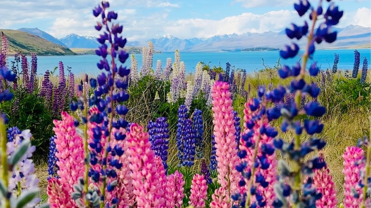 Ultimate Lake Tekapo and Mount Cook/Aoraki Itinerary