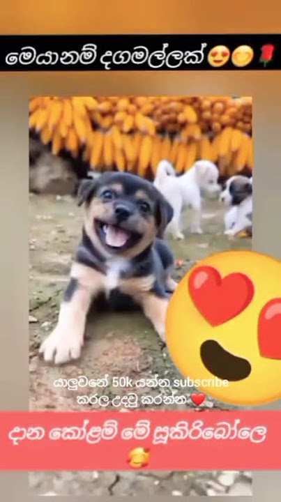 එයාගෙ හුරතෙලේට like නොකරම බෑ ❤️😊 #shorts #dog #love #funny