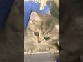 Entspannen👆🏻 #Shorts #cat #kitten #cats #funnycat #catevideo #cattales #猫 #ねこ #고양이 #貓 #pusa