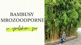 Kde rostou bambusy?