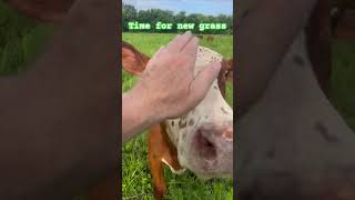 Here comes the Sun #cow #beatles