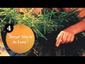 Hellogoodbye - Swear You're In Love (Track 4)