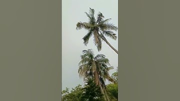 "Sky above, Earth below, and peace within"#shortvideo #nature #peaceful #short#assmesevlog