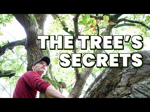 Thumbnail for The Secret Life of Trees & The Photographer
