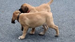 English Mastiff Puppies for Sale