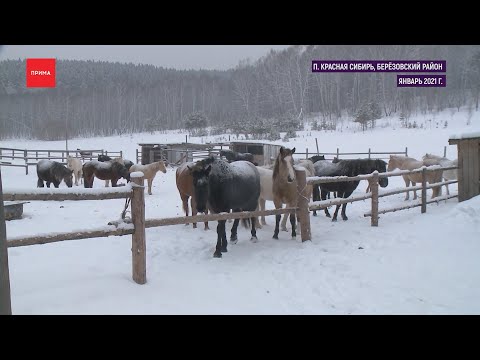 До пяти лет тюрьмы может получить конокрад из Березовки