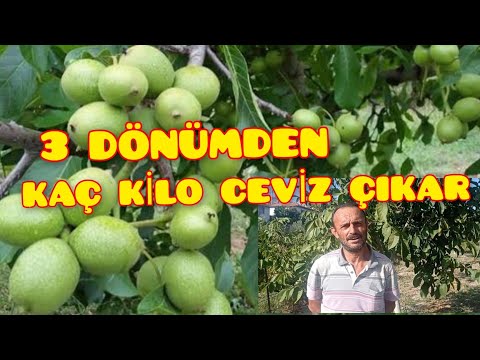 Video: Gül Yetiştirmenin 4 Yolu