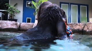 Swimmers by TampaBayVets 7 views 9 years ago 52 seconds