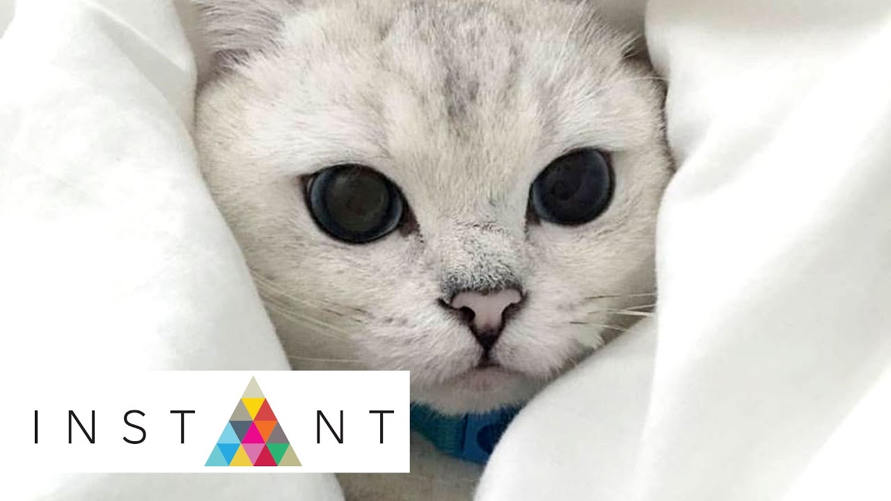 Mr. White 'Coffee' Cat | Stupid Cute | INSTANT