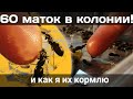 колония муравьёв состоящая из одних маток // lasius niger#матка#муравьи#мир#природа#финал#обзор