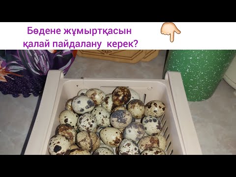 Video: Пайдалануу этишпи?