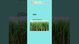 sugarcane production #sugar #sugarcane #sugarfree #production #gk #india #shortsfeed #shorts