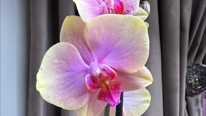 Анна Шупиловамен онлайн порно видеоларды қараңыз Сары көйлек киген әдемі жапондық әйел жыныстық қатынасқа және басқа да осыған ұқсас видеоларға мәжбү