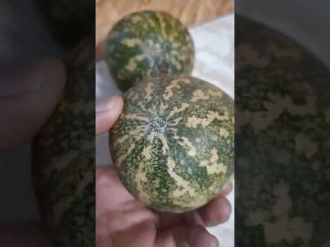 العلقم أو الحنظل وبالأمازيغية أفرزيز  