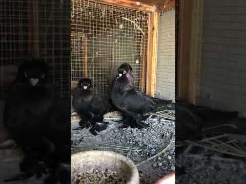 Ornamental Birds Black Glossy Royal Color طيور الزينه جوز صفاقي لون اسود ملكي لامع