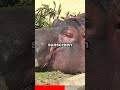 Crazy Fun Facts About Hippos | Amazing Fun Facts About Animals | Part 28 Animal Facts 🦛🦛 #shorts