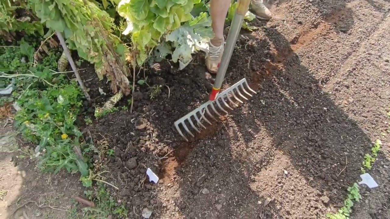 le 14/08/2025 :  Comment et quand semer la mache et l'épinard en pleine terre