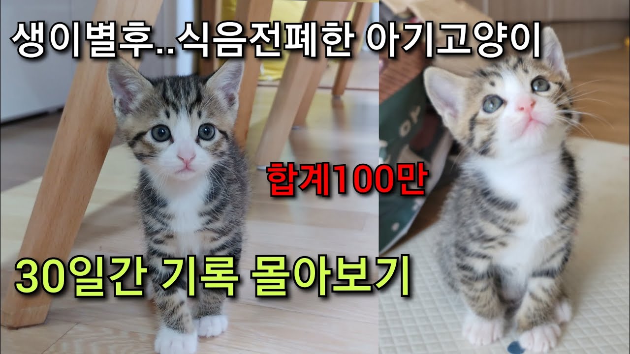 가족과 이별 후 밥도, 물도 안먹는 아기 고양이